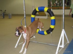 57 DIY Dog Agility Course ideas  dog agility course, dog agility